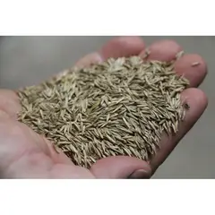 GENERICO - Semillas de grass americano 1 kg