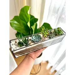 BIOPHILIA - Terrario tropical ANDENES