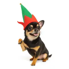 GENERICO - Ropa de Navidad para mascotas - Gorrita Arlequín verde S