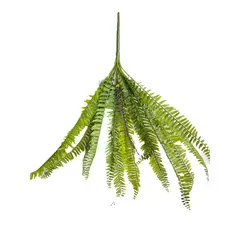 FLORIPA - Helecho Sy17001 FLORIPASTORE