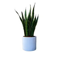 GENERICO - LENGUA DE SUEGRA EN MACETA CILINDRO BLANCO