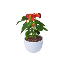 GENERICO - ANTURIO ROJO EN MACETA HUEVO BLANCO