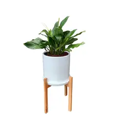 GENERICO - LIRIO DE PAZ EN MACETA Y PEDESTAL DE MADERA