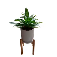 GENERICO - AGLONEMA EN MACETA Y PEDESTAL DE MADERA