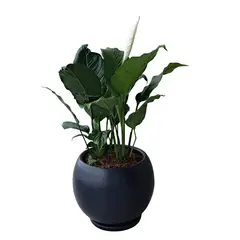 GENERICO - LIRIO DE PAZ EN MACETA ESFERA NEGRO