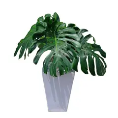 GENERICO - COSTILLA DE ADAN CON MACETA PIRAMIDE BLANCO