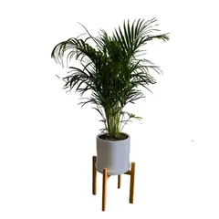 GENERICO - PALMERA HAWAIANA EN MACETA BLANCA DE ARCILLA Y PEDESTAL DE MADERA