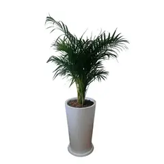 GENERICO - PALMERA HAWAIANA EN MACETA CONO BLANCO DE FIBRA DE VIDRIO