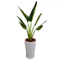 GENERICO - PALMERA VIAJERA EN MACETA CONO BLANCO