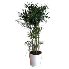 GENERICO - PALMERA BAMBU EN MACETA HUEVO BLANCO