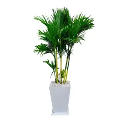 GENERICO - PALMERA BAMBU EN MACETA PIRAMIDE BLANCO