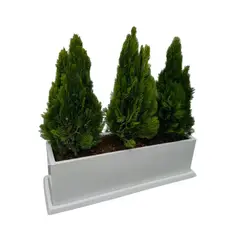 GENERICO - THUJA DORADA EN MACETA RECTANGULAR BLANCO