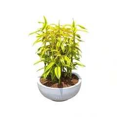 GENERICO - ARREGLO DE 5 LUCKYBAMBOO EN MACETA CHINA BLANCO