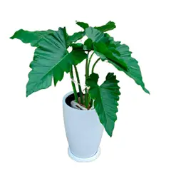 GENERICO - OREJA DE ELEFANTE EN MACETA MALVA BLANCO