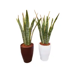 GENERICO - COMBO DE 2 LENGUA DE SUEGRA EN MACETA CONO CERAMICA