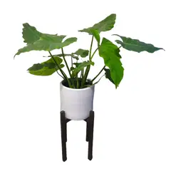 GENERICO - OREJA DE ELEFANTE EN MACETA Y PEDESTAL DE MADERA