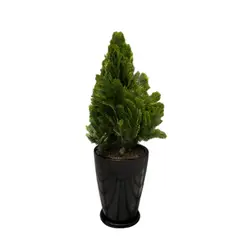 GENERICO - THUJA DORADA EN MACETA MALVA NEGRO