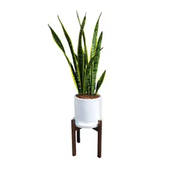 GENERICO - LENGUA DE SUEGRA EN MACETA BLANCA Y PEDESTAL DE MADERA