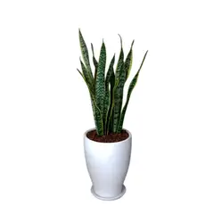 GENERICO - LENGUA DE SUEGRA EN MACETA CONO CERAMICA