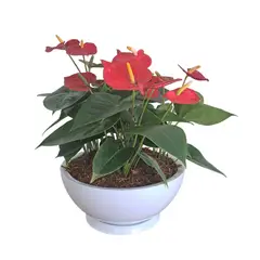 GENERICO - ANTURIO ROJO EN MACETA CHINA BLANCO