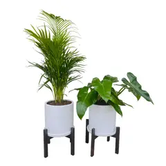 GENERICO - COMBO DE PALMERA HAWAIANA Y OREJA DE ELEFANTE EN MACETA Y PEDESTAL