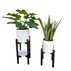 GENERICO - COMBO DE OREJA DE ELEFANTE Y LENGUA DE SUEGRA