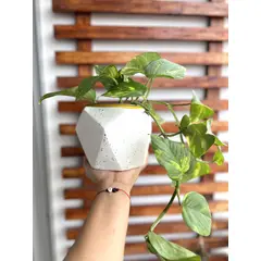 BIOPHILIA - Mini Maceta Dode