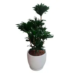 GENERICO - DRACENA COMPACTA EN MACETA HUEVO