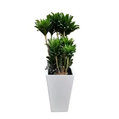 GENERICO - DRACENA COMPACTA EN MACETA PIRAMIDE BLANCO