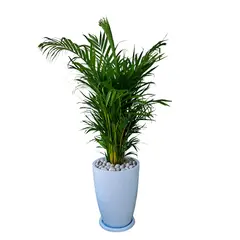 GENERICO - PALMERA HAWAIANA EN MACETA MALVA BLANCO