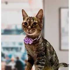 GENERICO - Collar para Gatos o Perros Pequeños - Talla 2 - Cuellos 24 a 29 cm