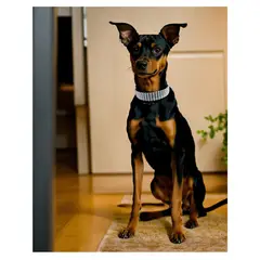 GENERICO - Collar Para Perros o Gatos Imitación Brillantes 30 - 35 cm