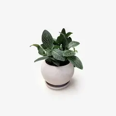 GENERICO - Planta Natural Fitonia ARTIFICIAL