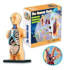 GENERICO - MONTESSORI ROMPECABEZAS 3D EDUCATIVO - TORSO HUMANO