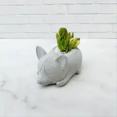 CONKRETE - Maceta de Cemento Perro Akita + Planta Suculenta modelo aleatorio