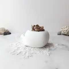 CONKRETE - Maceta de Cemento Ballena + Planta Suculenta modelo aleatorio