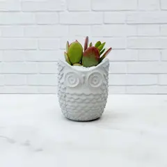 CONKRETE - Maceta de Cemento Búho + Planta Suculenta modelo aleatorio