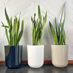 GENERICO - Sansevieria Golden en maceta de fibra de vidrio Lengua de suegra