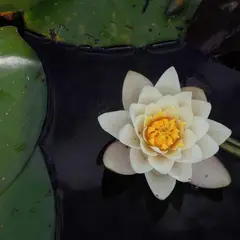 ROCKFORD - Test Product Do not Buy 001 Multi Var