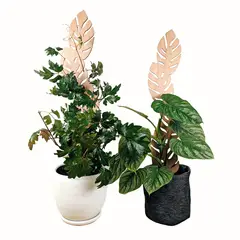 UN CUARTO VERDE - Soporte Hoja Grande para plantas parante tutor de 65cm