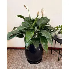 GENERICO - Lirio de paz en Maceta Fibra de vidrio Cuna de Moises