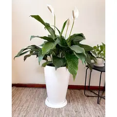 GENERICO - Lirio de paz en Maceta Fibra de vidrio Cuna de Moises