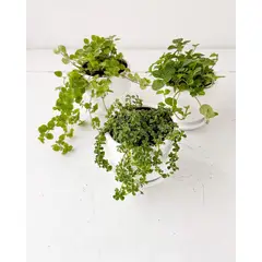 GENERICO - Set 3 Plantas para la abundancia