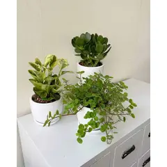 GENERICO - Set Feng Shui - 3 plantas para la buena suerte