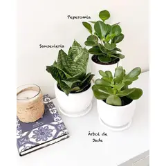 GENERICO - Set 3 Plantas para la oficina