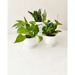 GENERICO - Set 3 Plantas para el baño