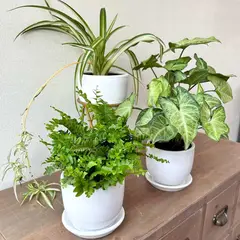 GENERICO - Set 3 Plantas para la habitación Planta de interior