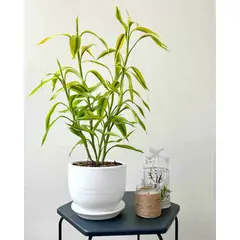GENERICO - Lucky Bambu con maceta - Feng Shui - Planta de interior