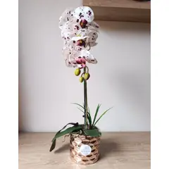 GENERICO - Orquídea 65x17cm Realista Aritificial en Maceta de Cerámica Día de la Madre