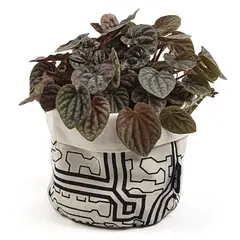 UN CUARTO VERDE - Porta Maceta de Tela Trazos Mini Canasto de macetas y plantas 11cm